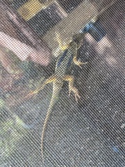 Sceloporus occidentalis