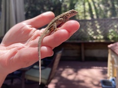 Sceloporus occidentalis