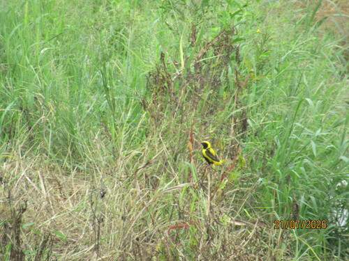 Yellow-crowned Bishop