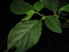 Witheringia solanacea