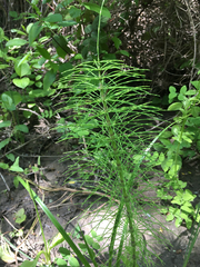 Equisetum telmateia