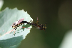 Pamponerus germanicus