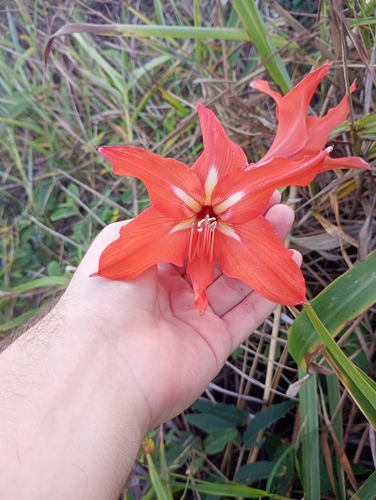 Hippeastrum striatum, photograph 3