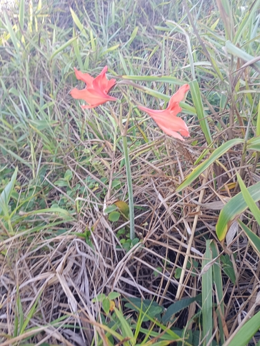 Hippeastrum striatum, photograph 4