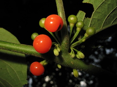 Witheringia solanacea