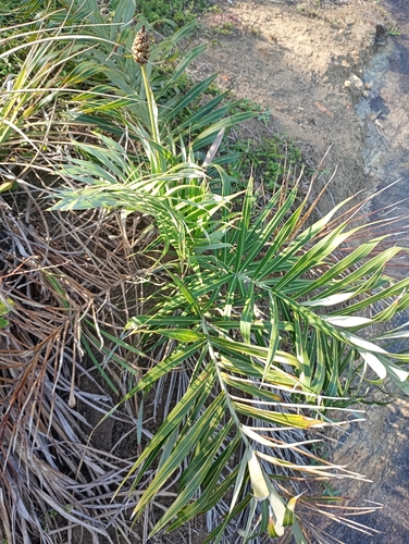 Allagoptera arenaria, photograph 5