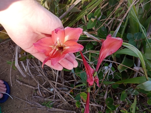 Hippeastrum striatum observed 2026-07-30
