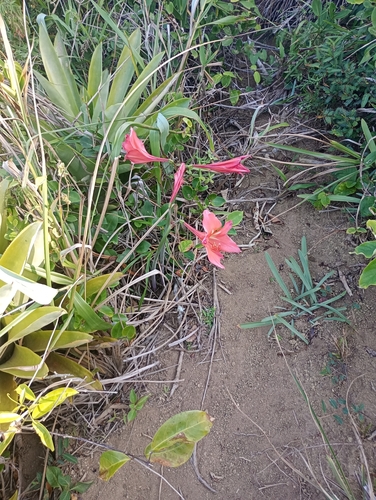 Hippeastrum striatum, photograph 2