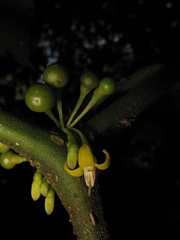 Witheringia solanacea
