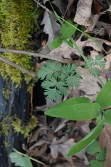 Dicentra cucullaria