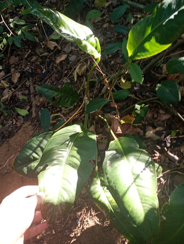 Anthurium parasiticum, photograph 5