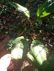 Lucas Rodrigues, CC0, iNaturalist via GBIF Anthurium parasiticum, photograph Lucas Rodrigues, CC0, iNaturalist via GBIF