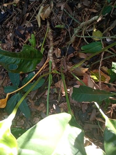 Anthurium parasiticum, photograph 6