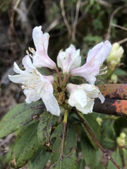 Rhododendron carolinianum