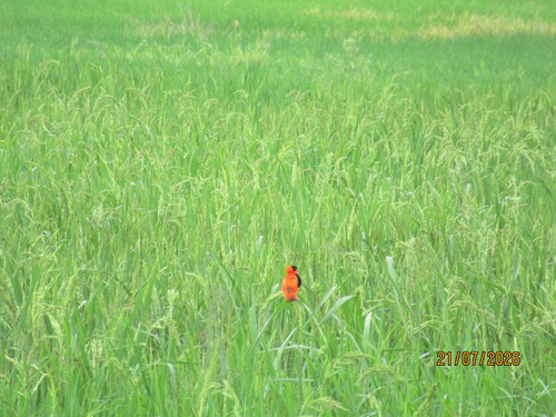 Northern Red Bishop