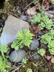 Sedum glaucophyllum