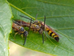 Dielis trifasciata