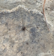 Leiobunum ventricosum