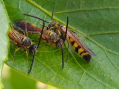 Dielis trifasciata
