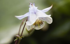 Aquilegia fragrans