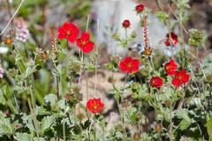 Potentilla atrosanguinea