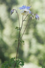 Aquilegia fragrans