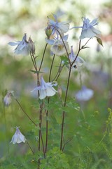 Aquilegia fragrans