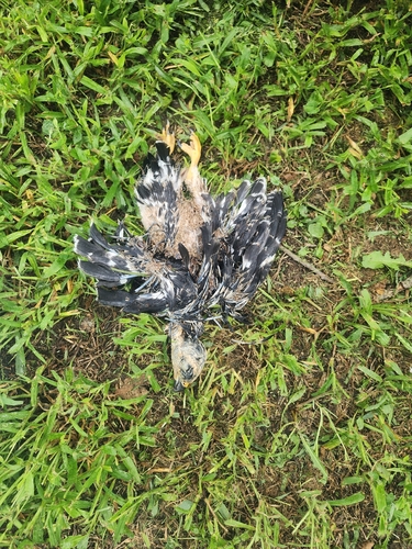 Mississippi Kite