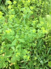 Euphorbia spathulata