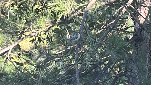 Eurasian Blue Tit