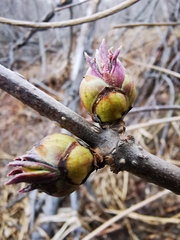 Sambucus kamtschatica