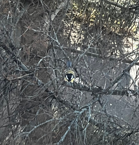 Great Tit