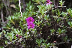 Rhododendron lepidotum