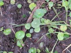 Hydrocotyle tribotrys