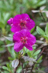 Rhododendron lepidotum