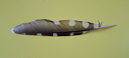 Buntspecht