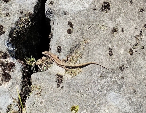 Common Wall Lizard