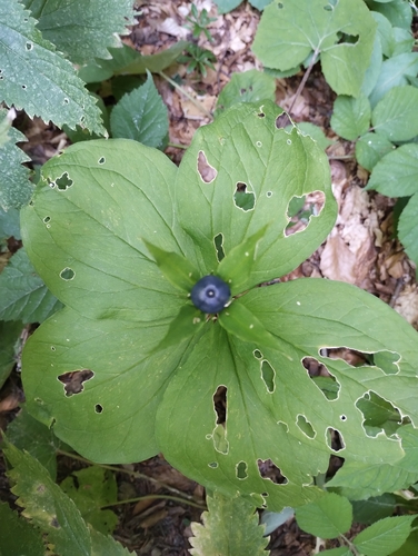 Herb Paris