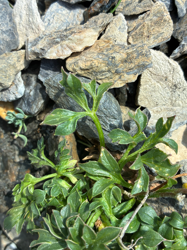 Ranunculus seguieri