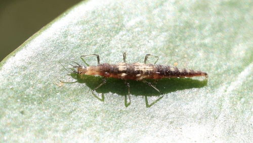 Tasmanian Brown Lacewing