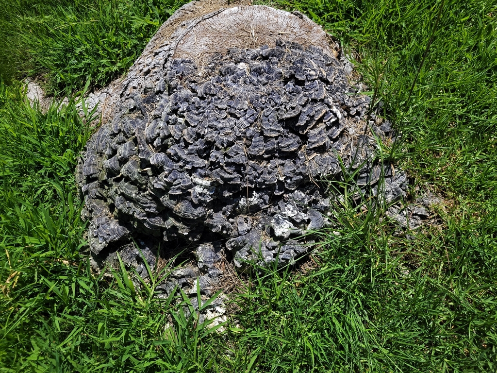 turkey-tail · July 2026 · photo: Photo: no rights reserved · iNaturalist