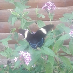 Heraclides androgeus laodocus