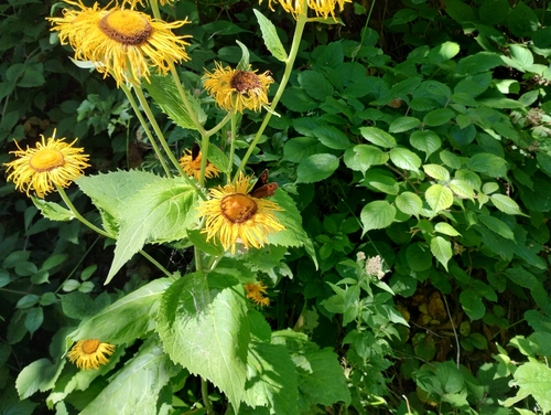 Yellow Oxeye