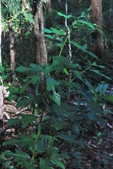 Ficus fraseri