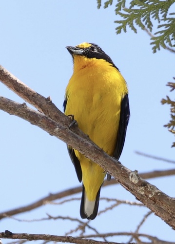 Violaceous Euphonia