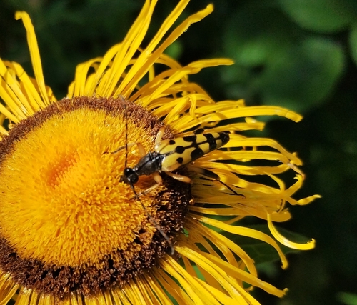 Spotted Longhorn Beetle
