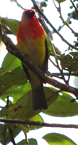 Red-hooded Tanager