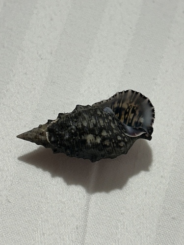 Cerithium adustum observed 2026-07-30