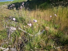Armeria maritima californica