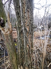 Sambucus kamtschatica